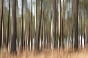 Wald