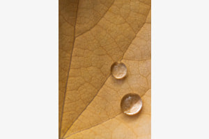 Tropfen auf Herbstblatt Tropfen auf Herbstblatt