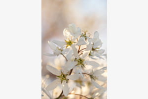 Frühlingsblüte