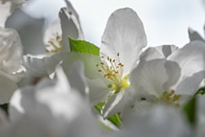 Blüte