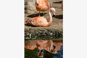 Spieglein, Spieglein im… Wasser