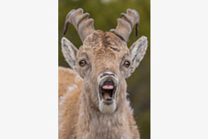 Steinbock