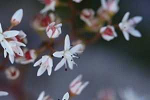 Glücksblume