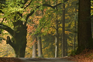 Herbst im Emmental