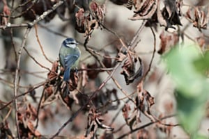 Der Blick zur IPFO