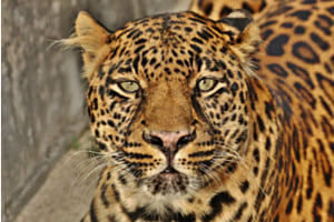 Leopard Leopard