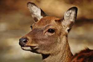 Sikahirsch Sikahirsch