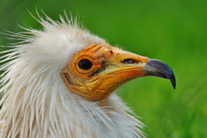 Schmutzgeier