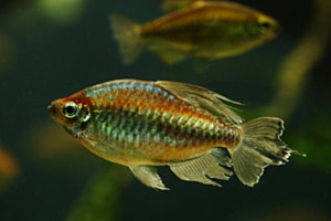 Glanzfisch