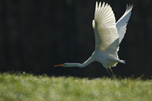 Silberreiher im Abflug