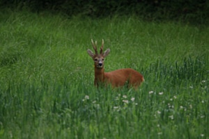 Rehbock im Gras