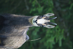 Gäms, was kuckst du?