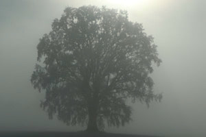 Baum im Nebel