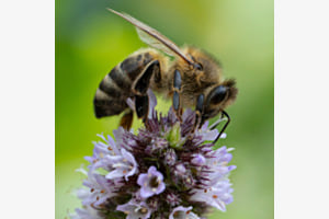Bienenmakro Bienenmakro