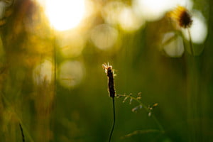 Natur