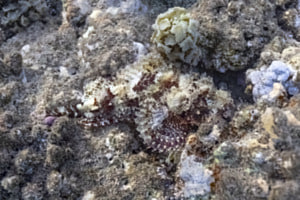 Drachenkopf Tarnmeister der Unterwasserwelt
