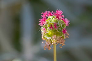 Kleiner Wiesenknopf