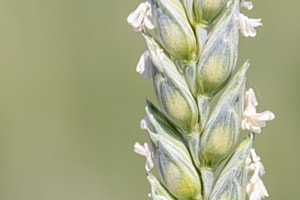 Weizenähre in Blüte