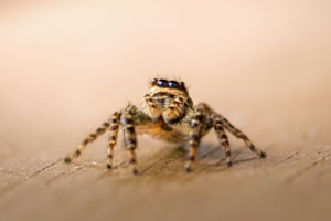 Rindenspringspinne