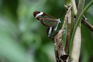 Schmetterling 