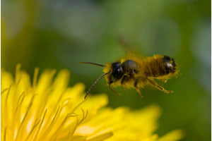 Biene über Blume