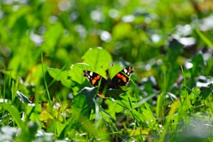 Schmetterling in Wiese