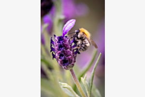 Bumblebee