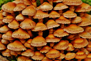 Pilz-Gruppe
