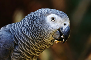 Graupapagei