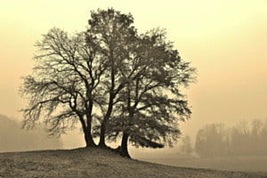 Baum-Trio