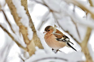 Buchfink im Schnee
