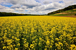 Rapsfeld