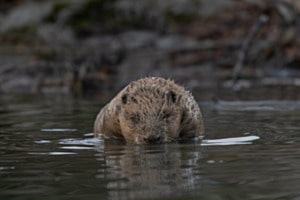 Face to Face