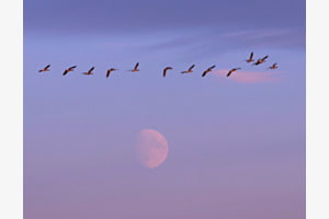 Wildgänse im Abendlicht