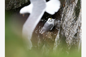 Mouettes tridactyles nicheuses sur des parois verticales