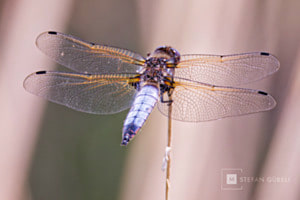 Libelle