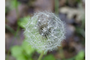 Pusteblume