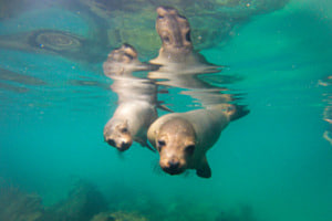 Junge Galapagos-Seelöwen