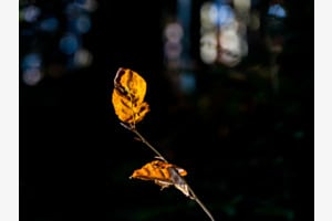 Herbst - minimalistisch - im Wald