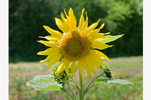 Sonnenblume