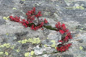 Heidelbeerstrauch auf Felsen Heidelbeerstrauch auf Felsen