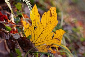 Waldboden mit Ahornblatt