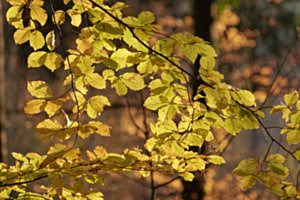 Buchenblätter im Herbst
