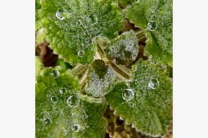 Nach dem Regen