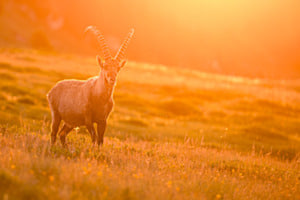 Steinbock im Morgenrot