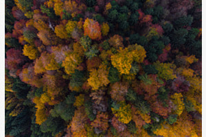 HERBST WALD