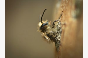 Geburt einer Wildbiene
