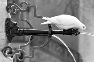 Löwe und Taube