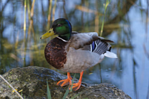 Stockente
