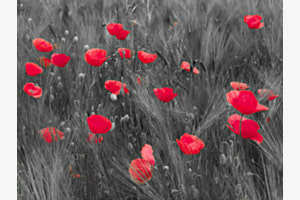 Mohnblumen